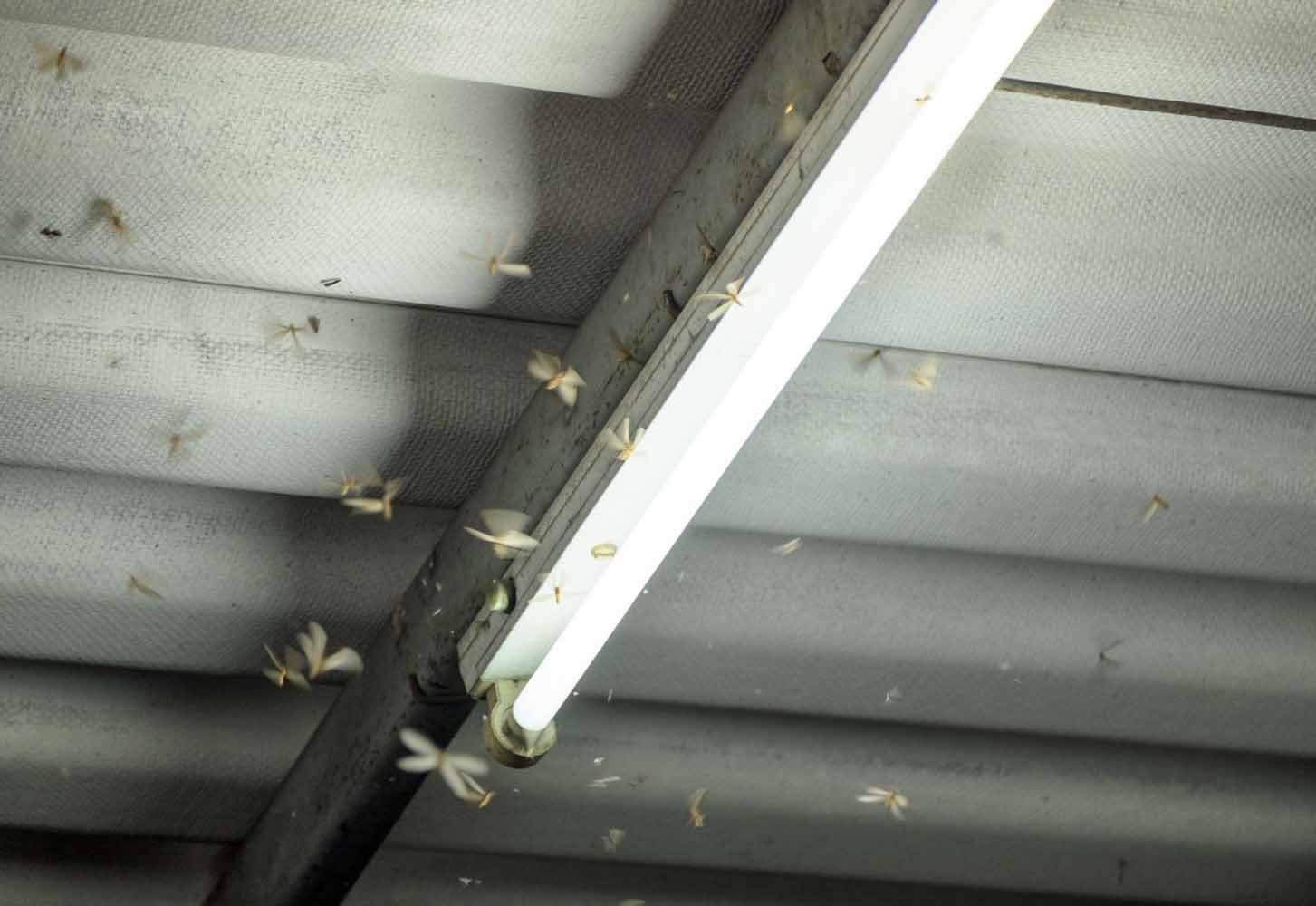 Termites swarming around a fluorescent light on a porch