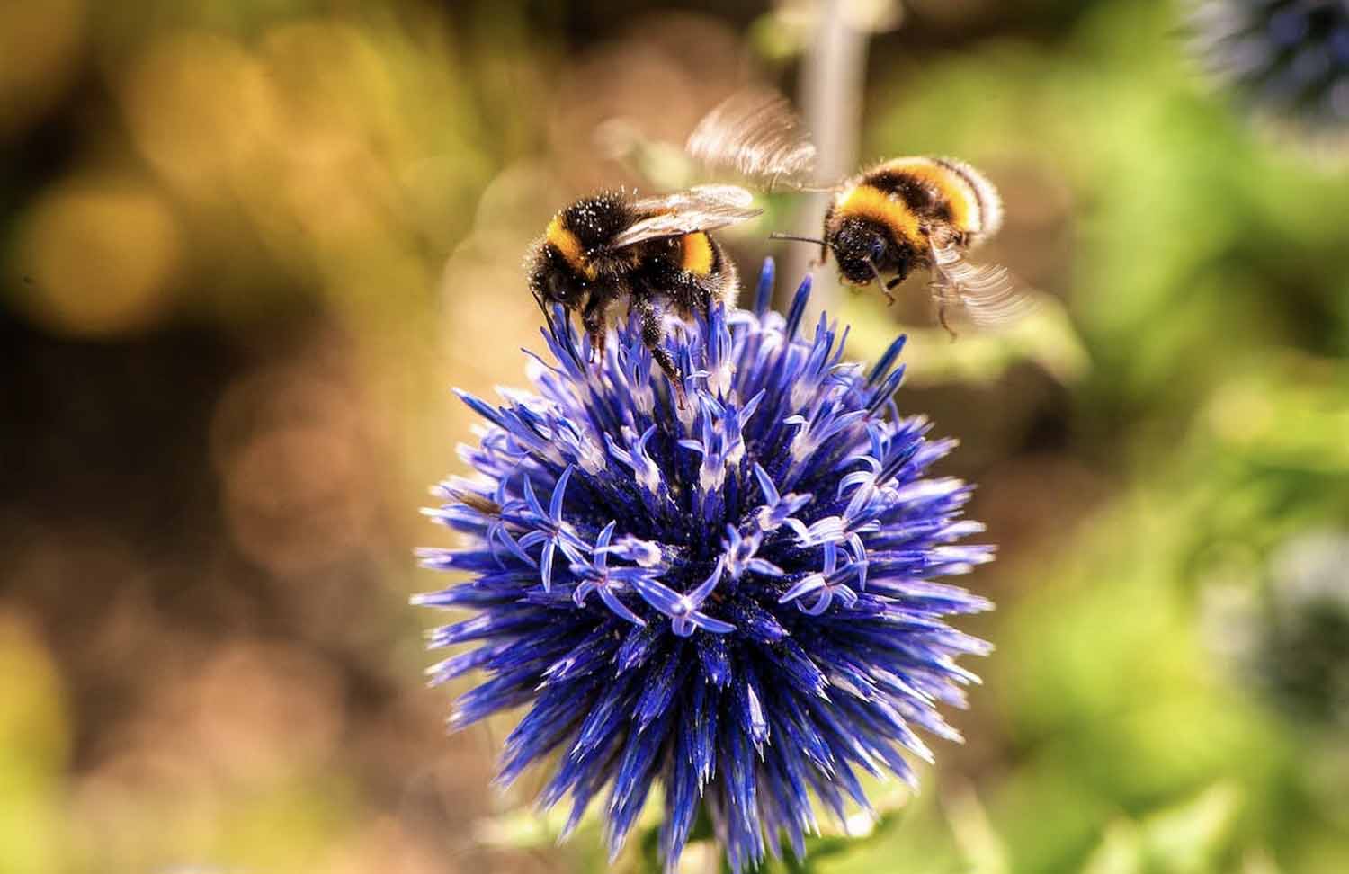 Two bees on a purple flower