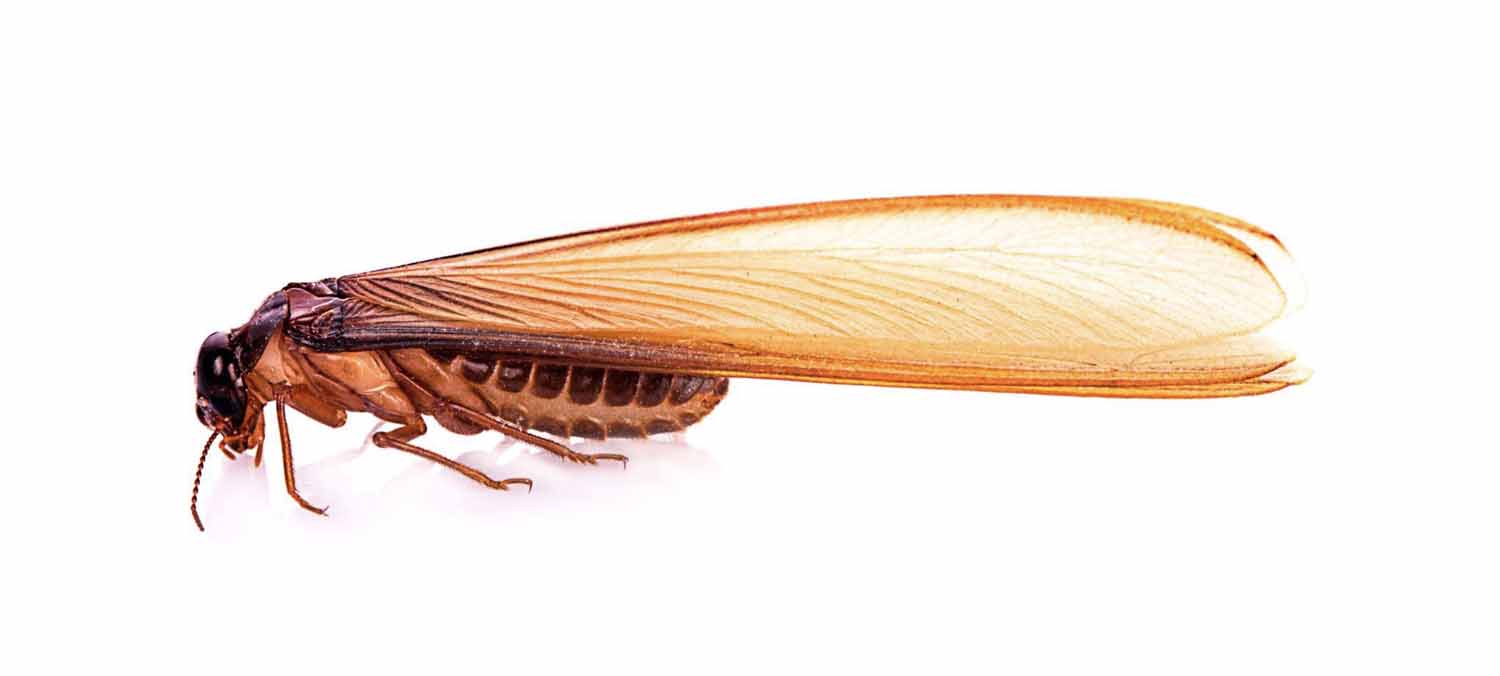 Close up of a swarmer termite on a white background