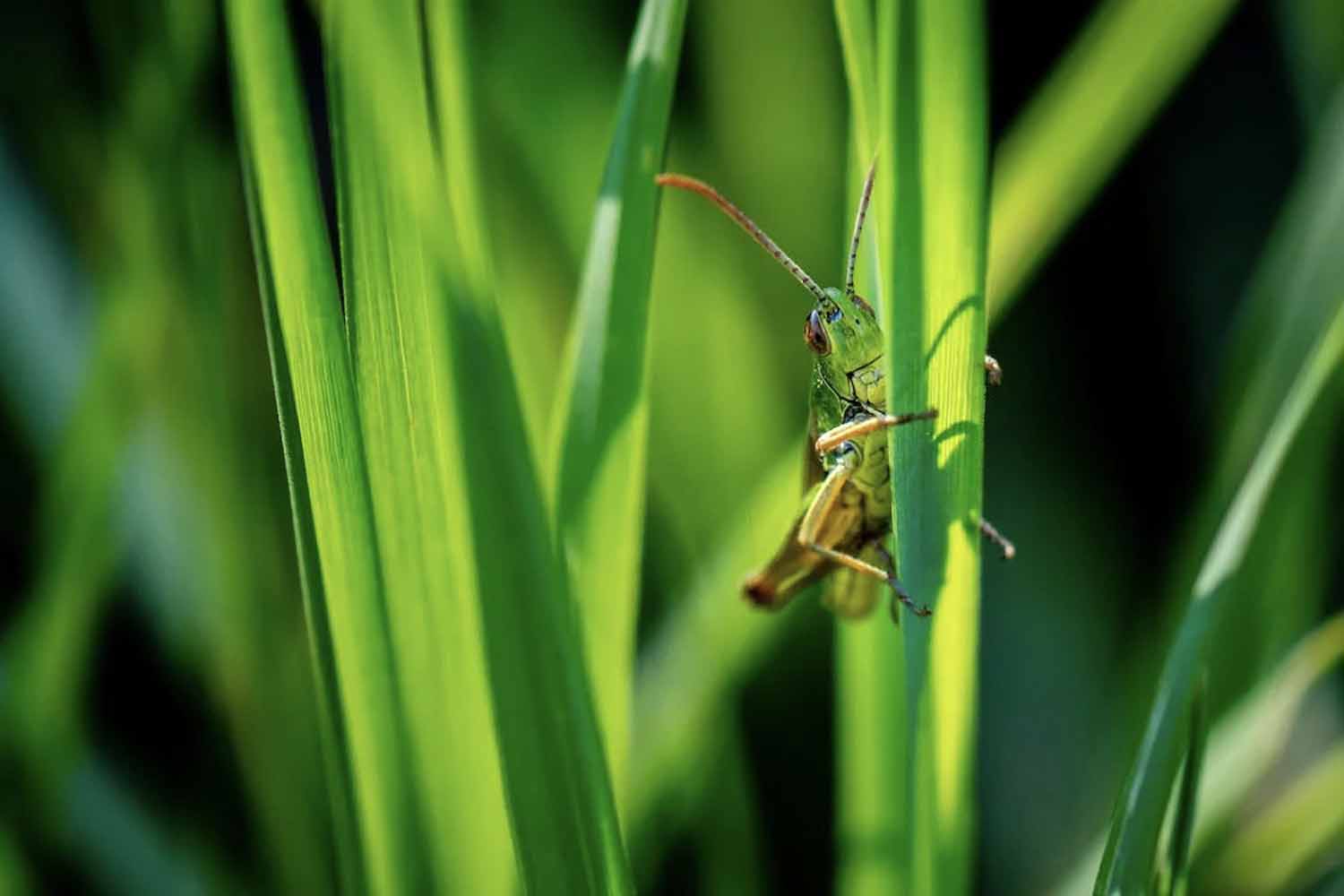 Grasshopper perched on a tall blade of grass