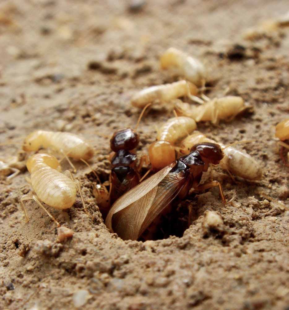 Swarmer termite coming out of a tunnel nest 