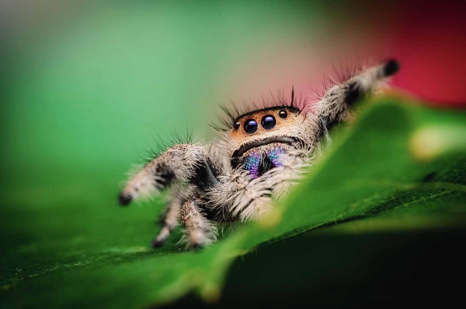 Female jumping spider (Phidippus regius) crawling on a green leaf.