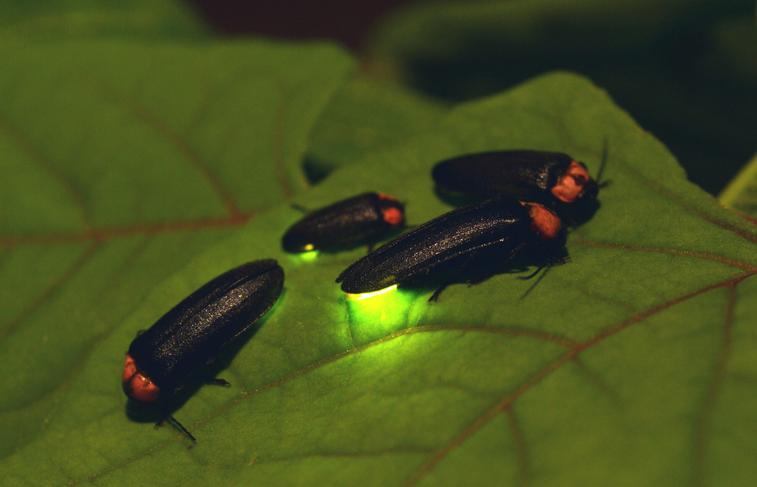 Four fireflies on a green leaf