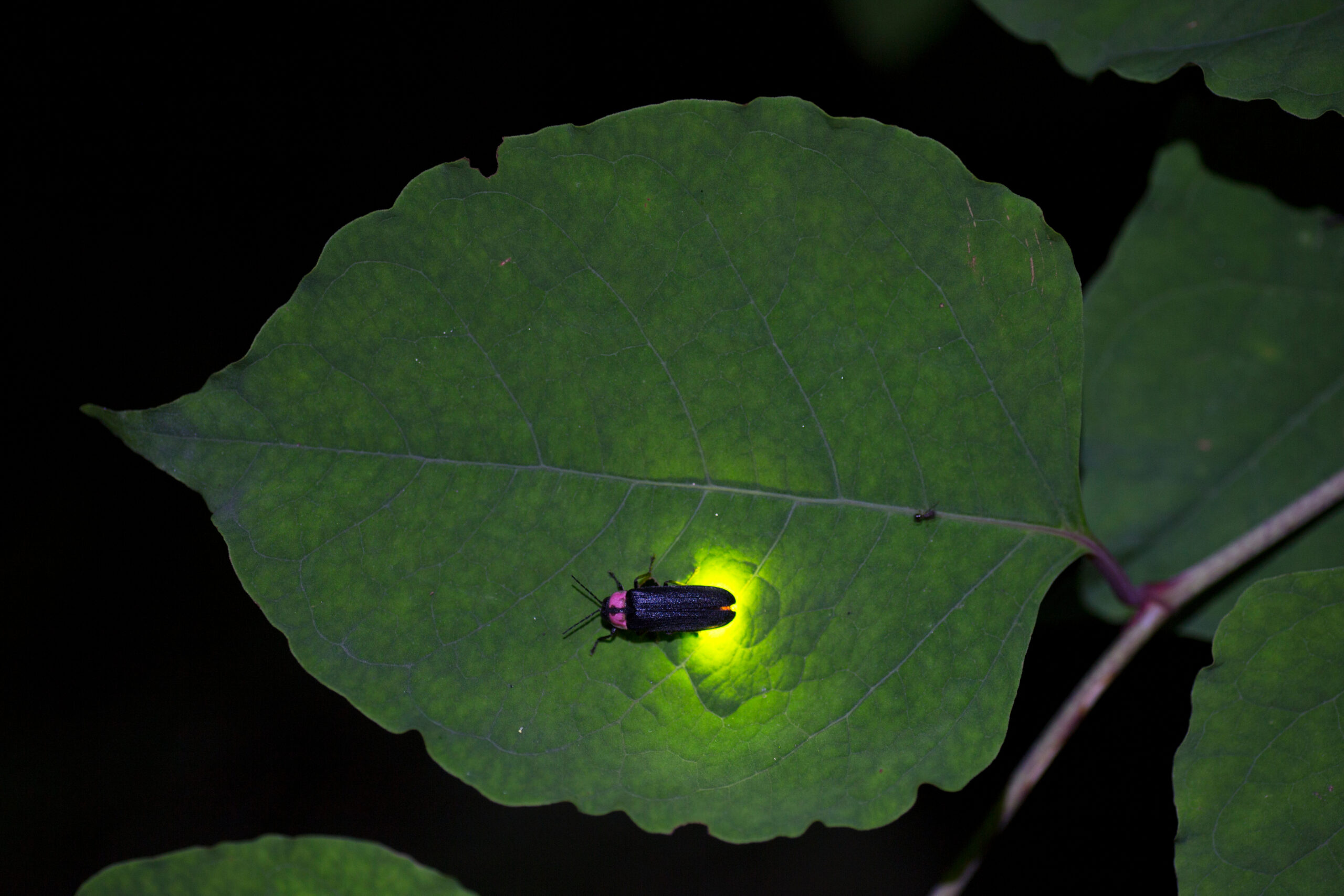 Firefly on a green leaf