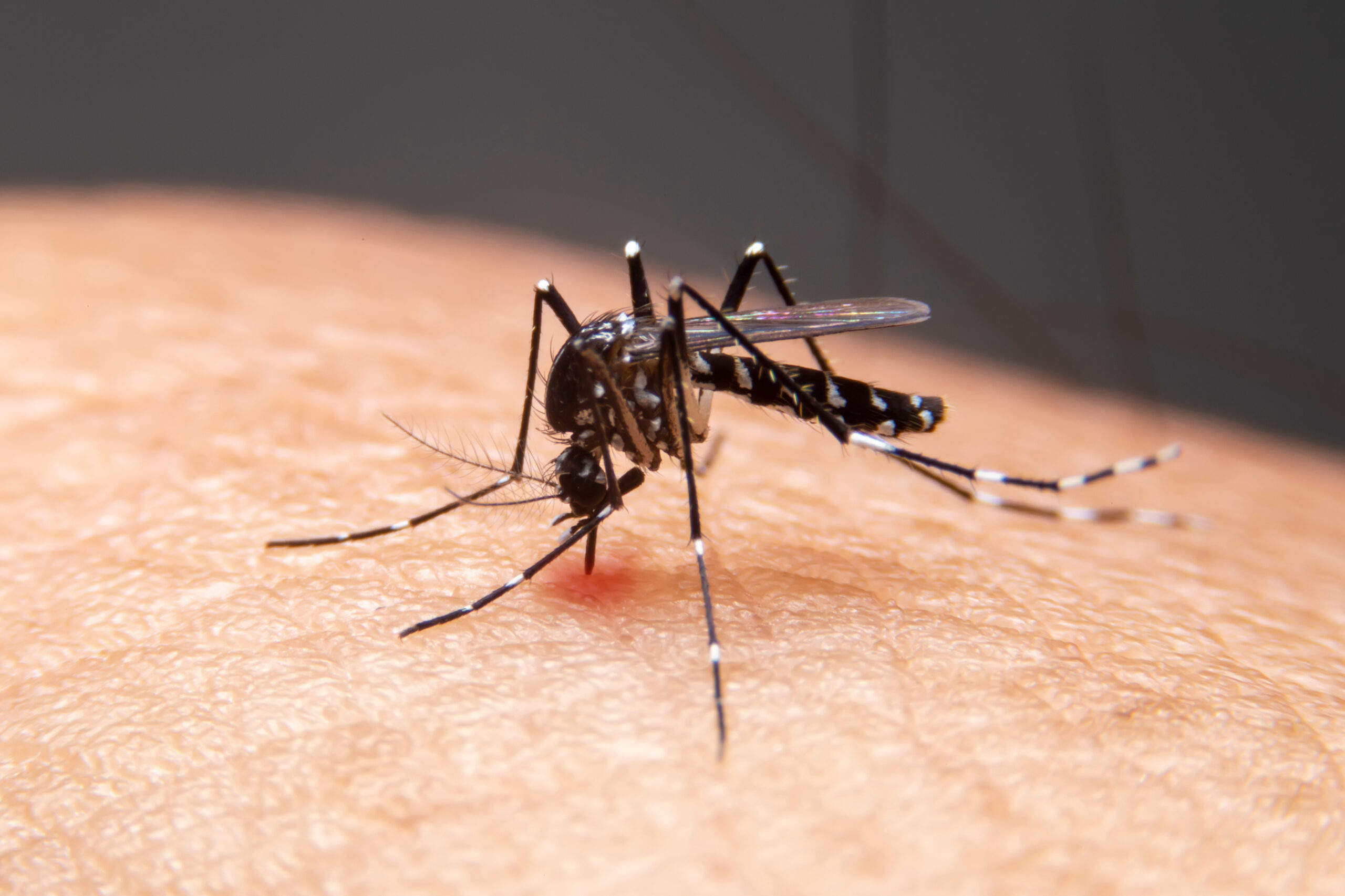 Close up of a striped mosquito biting a person