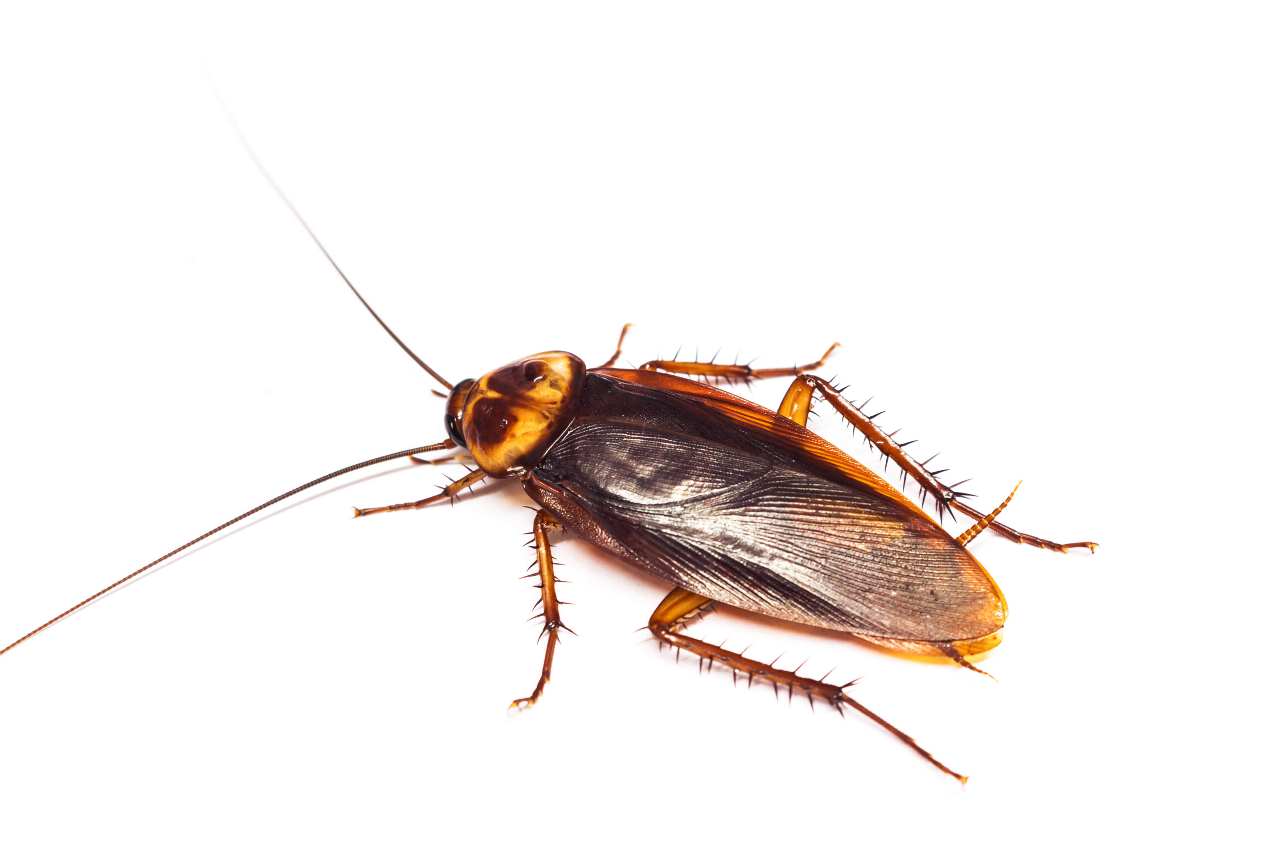 Close up of a cockroach on a white background