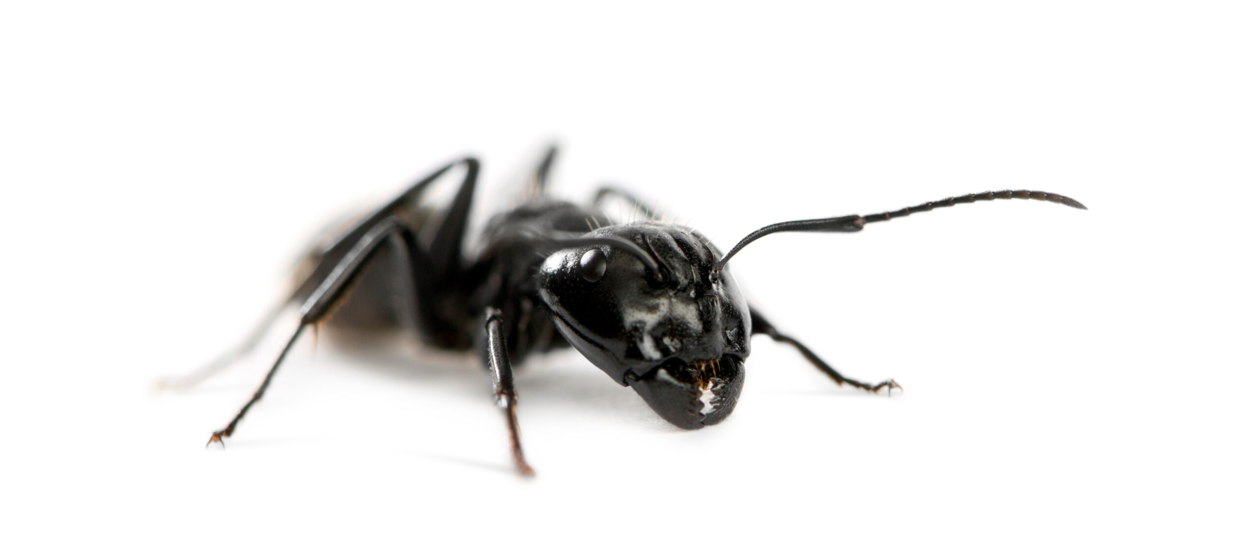 Close up of a carpenter ant on a white background