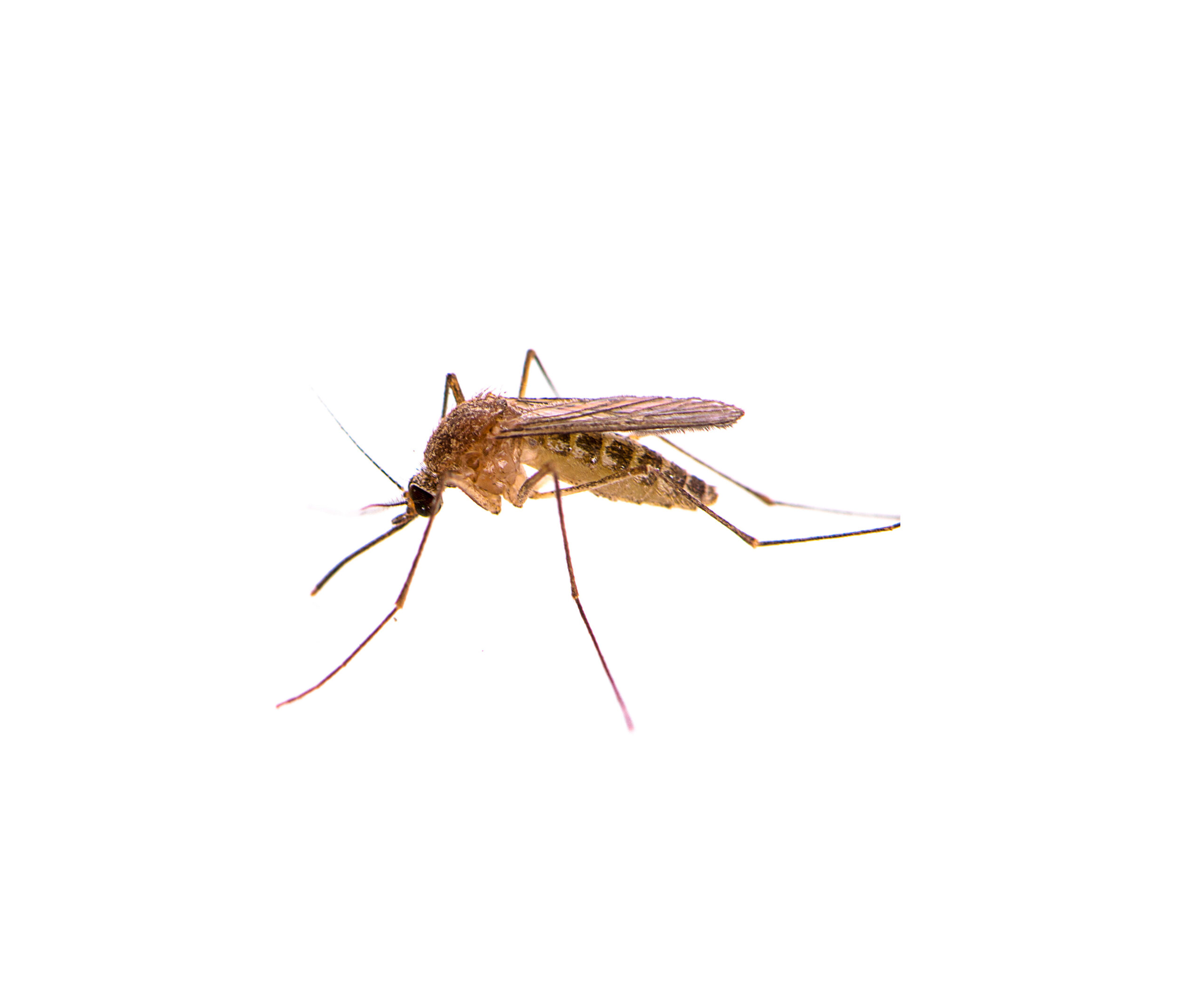 Close up of a mosquito on a white background