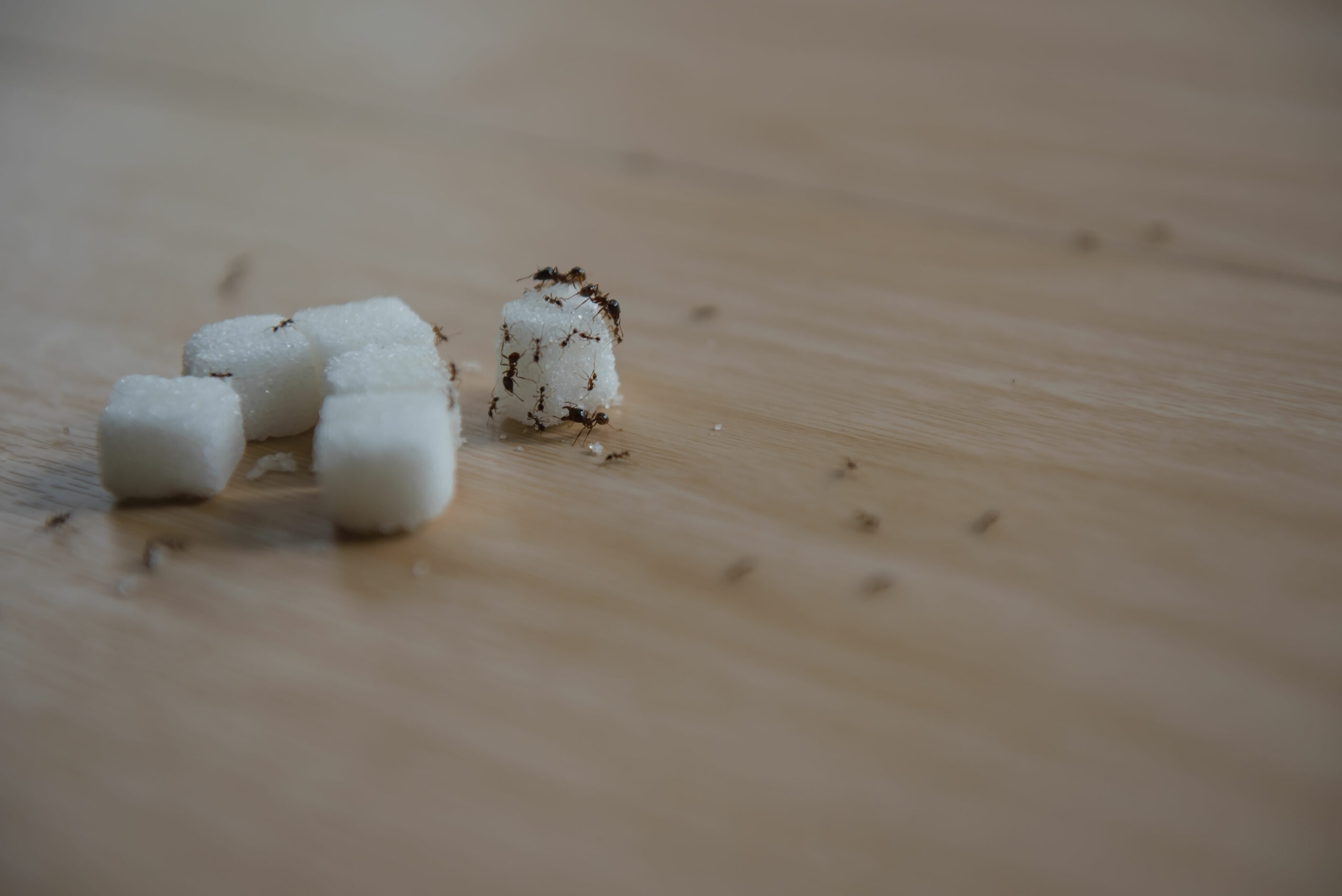 Close up of ants on sugar cubes