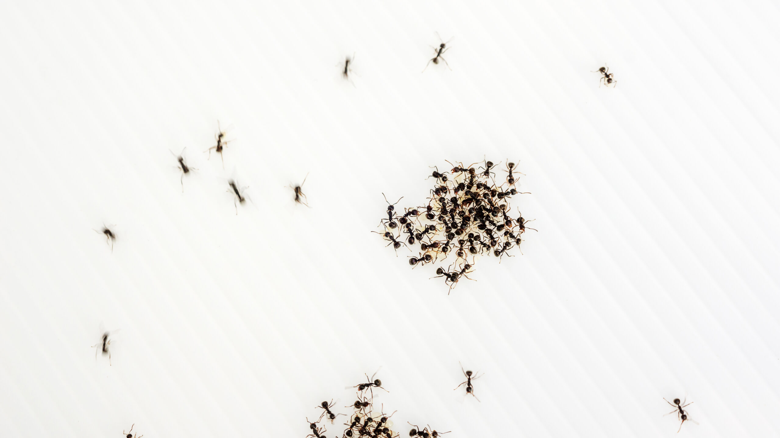 Black ants on a whiteboard