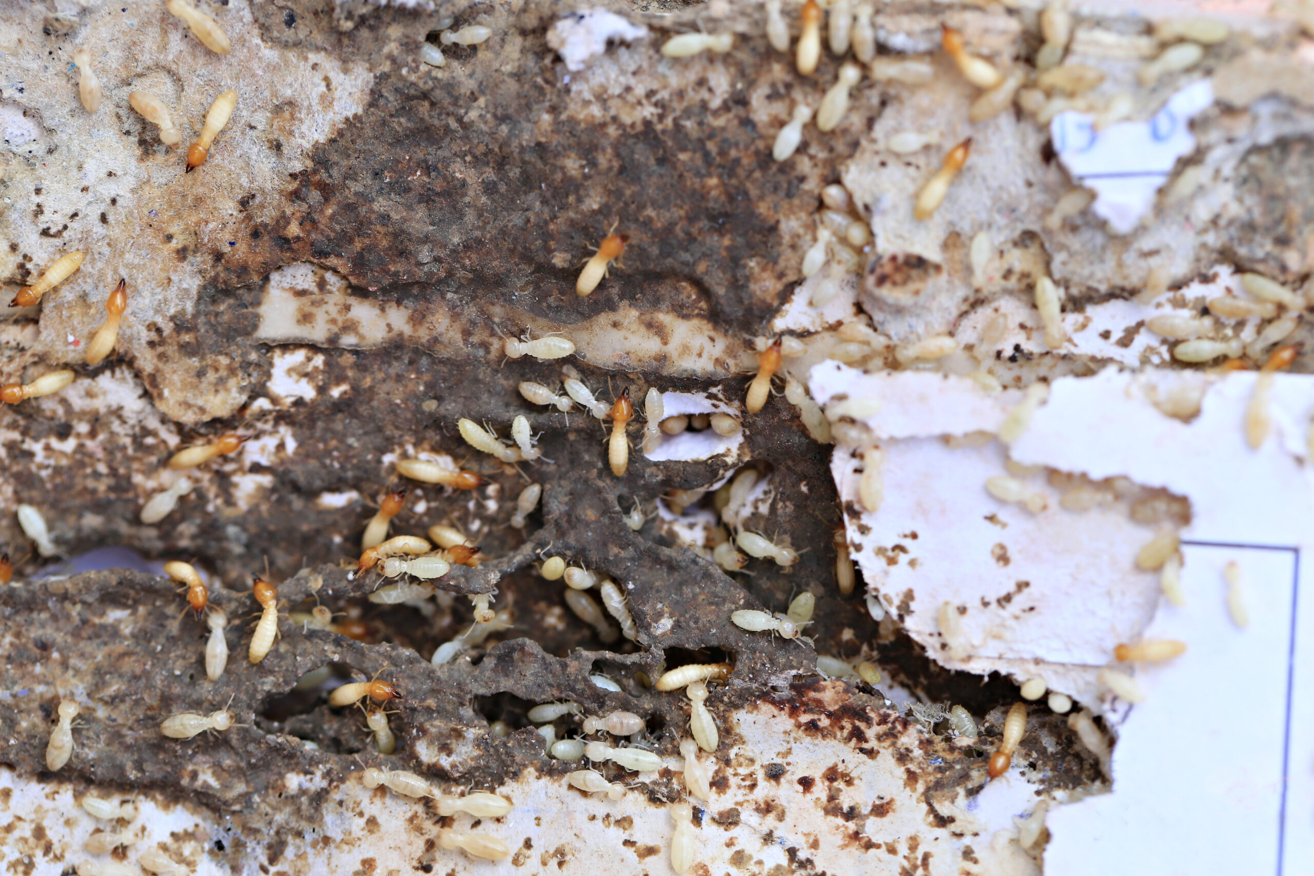 Termites eating through wood on a house because of failed DIY pest control attempts