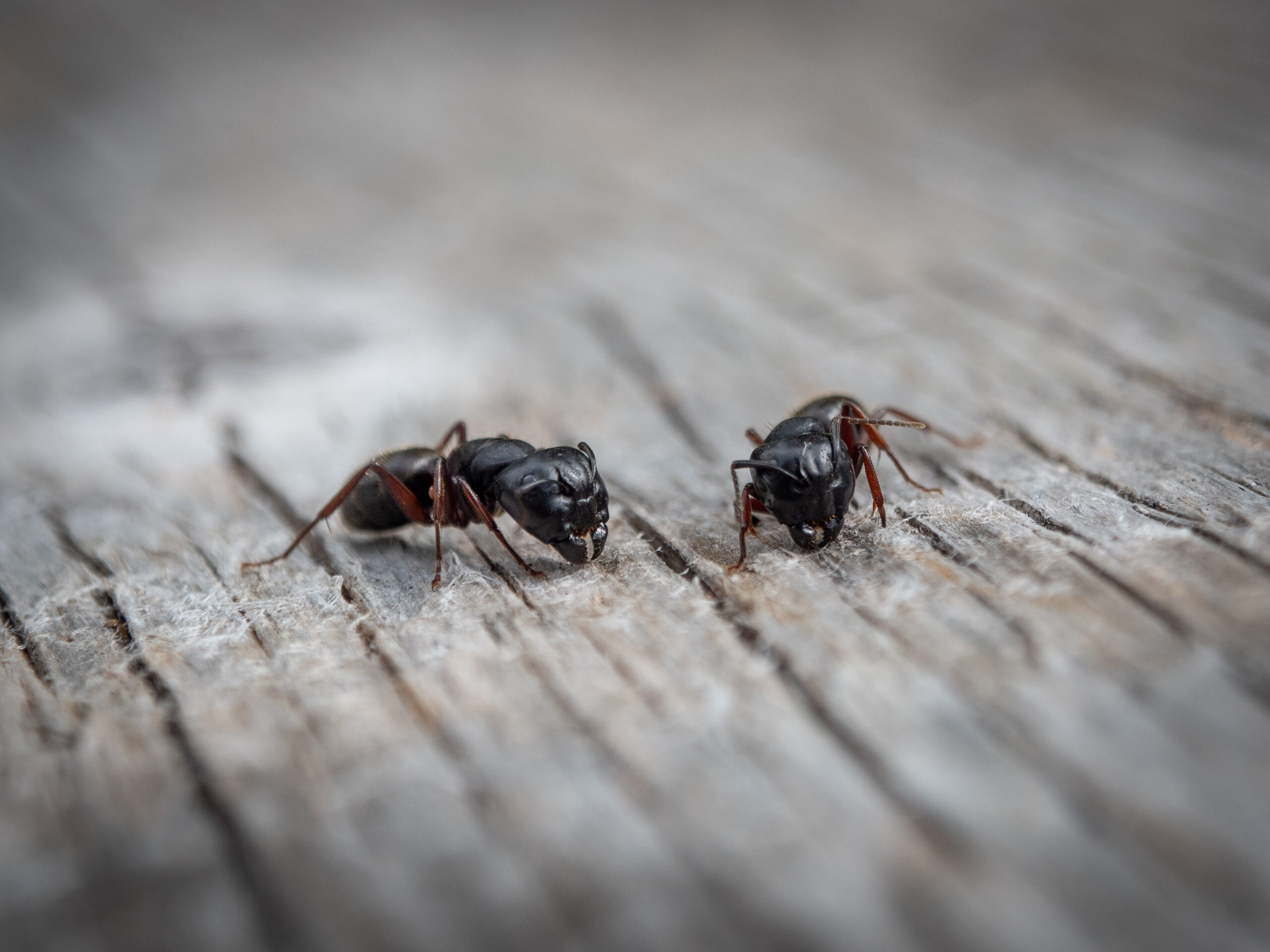Close-up of two carpenter ants on wood