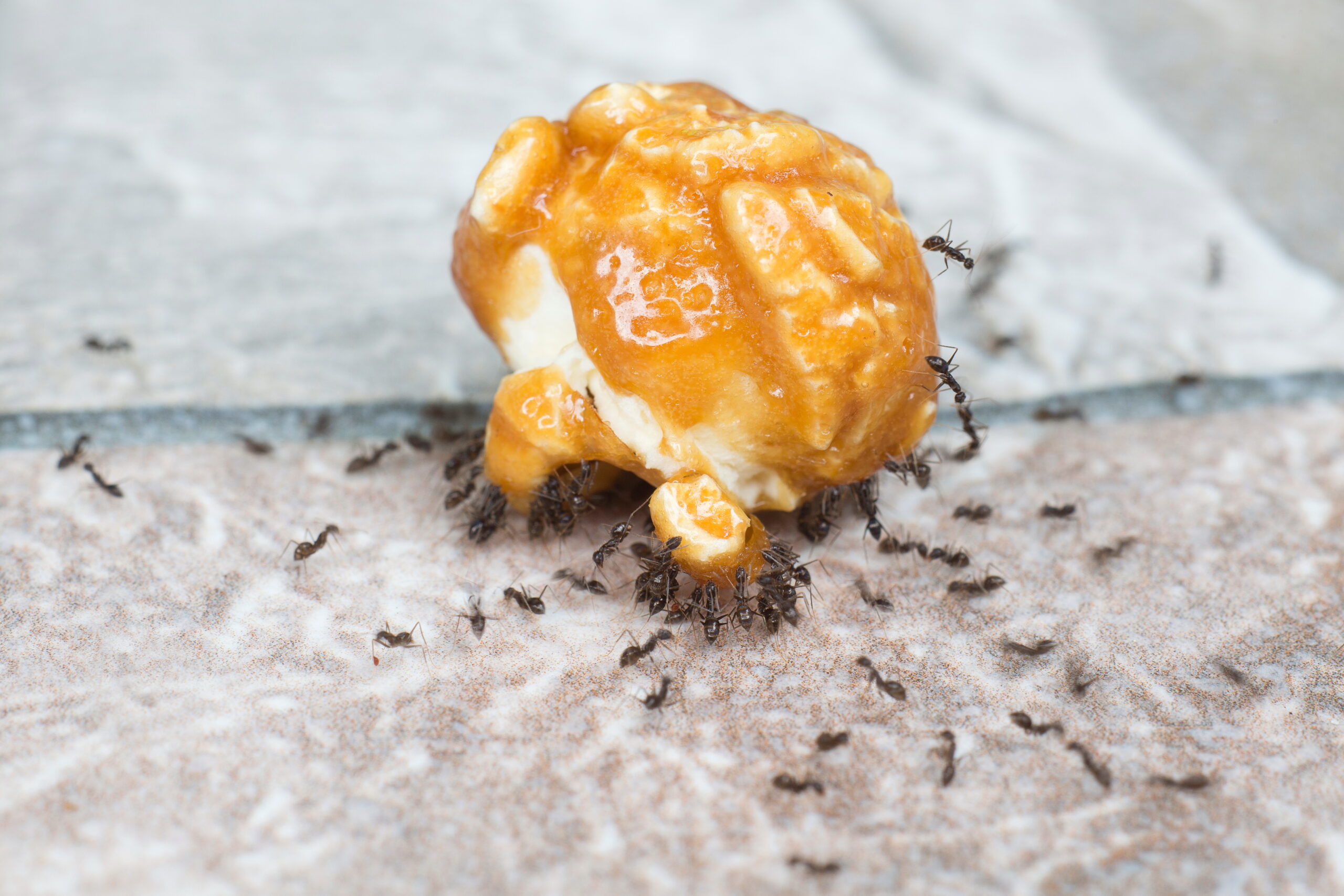 Ants eating a sugary piece of caramel popcorn that fell on the floor but didn’t get cleaned up