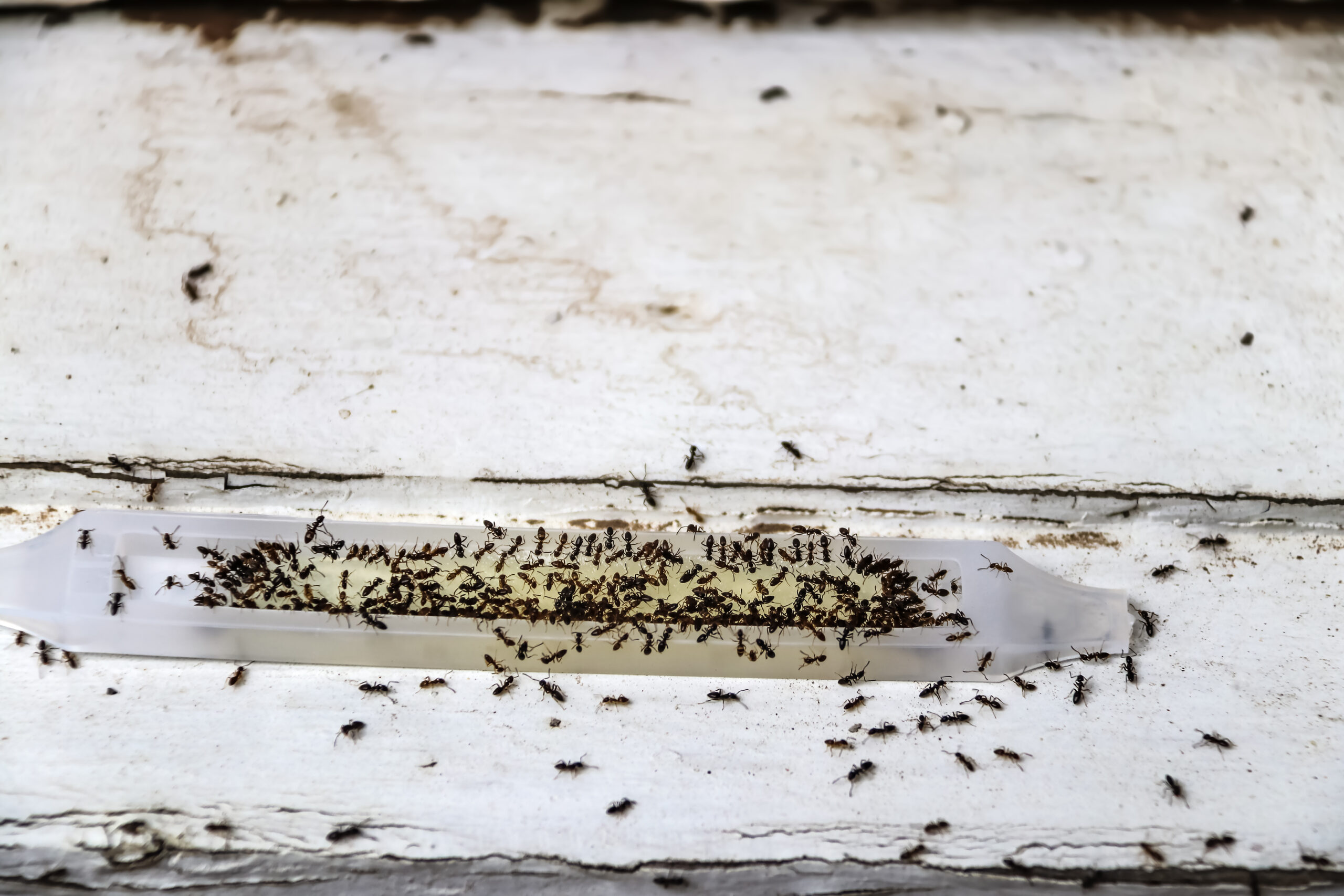 Ant poison trap filled with ants - dead and alive - sitting on old wood - shallow focus