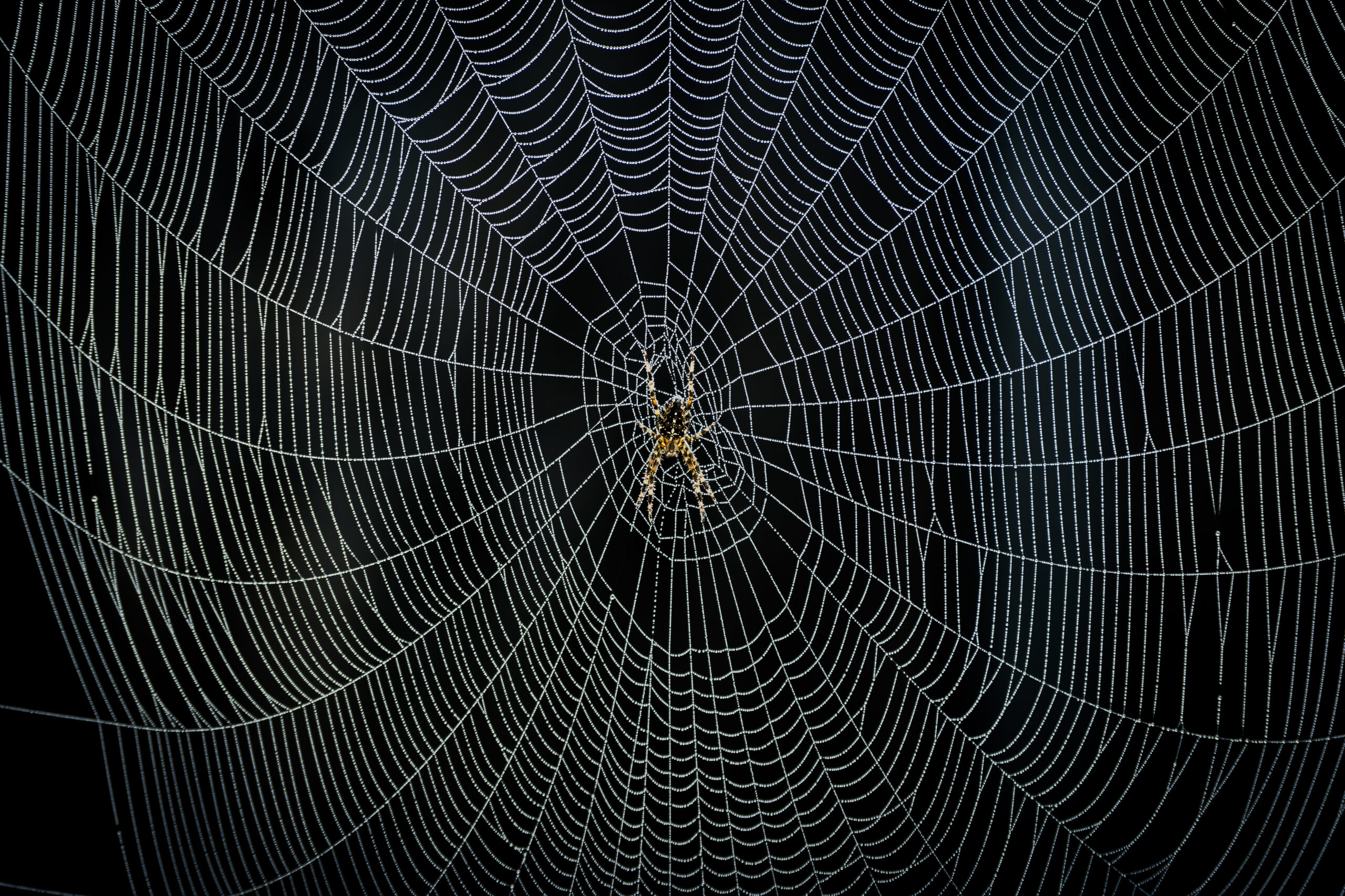 Spider creating its web on a black background
