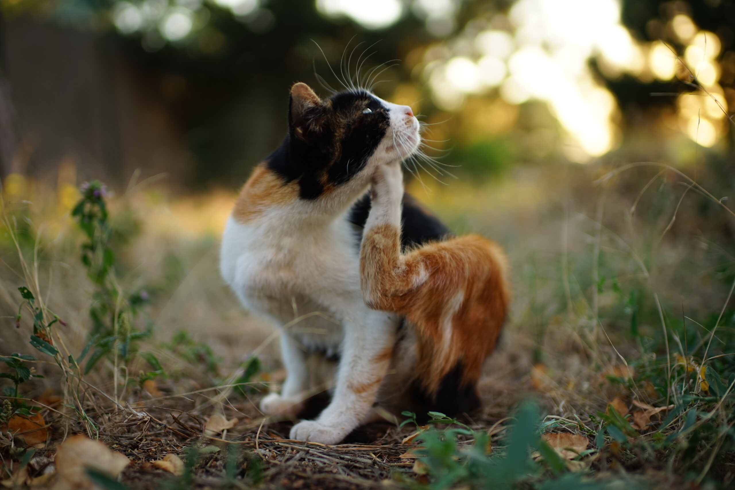 Calico cat, out in her yard, scratches her chin due to fleas and ticks