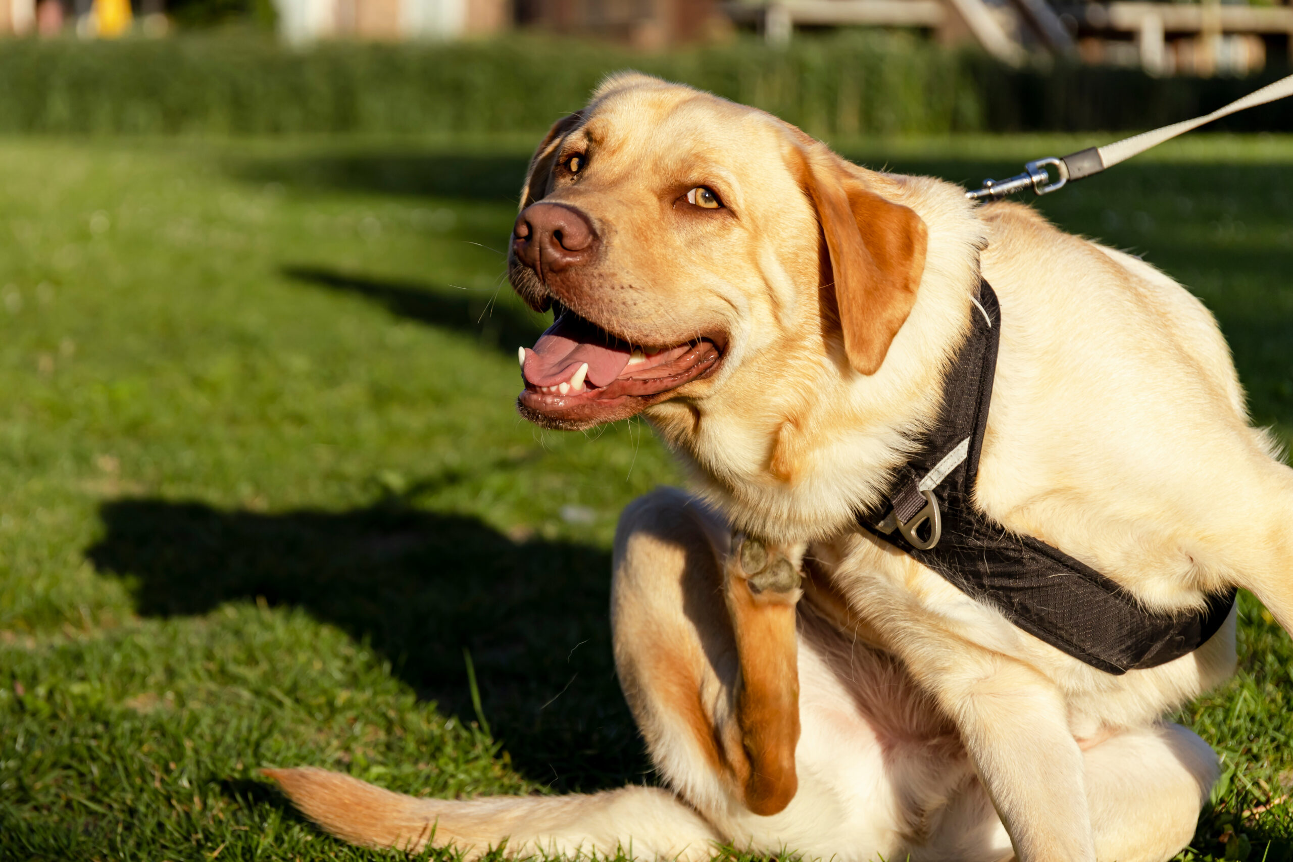 Yellow labrador takes a break from her walk to scratch an itch from fleas and ticks