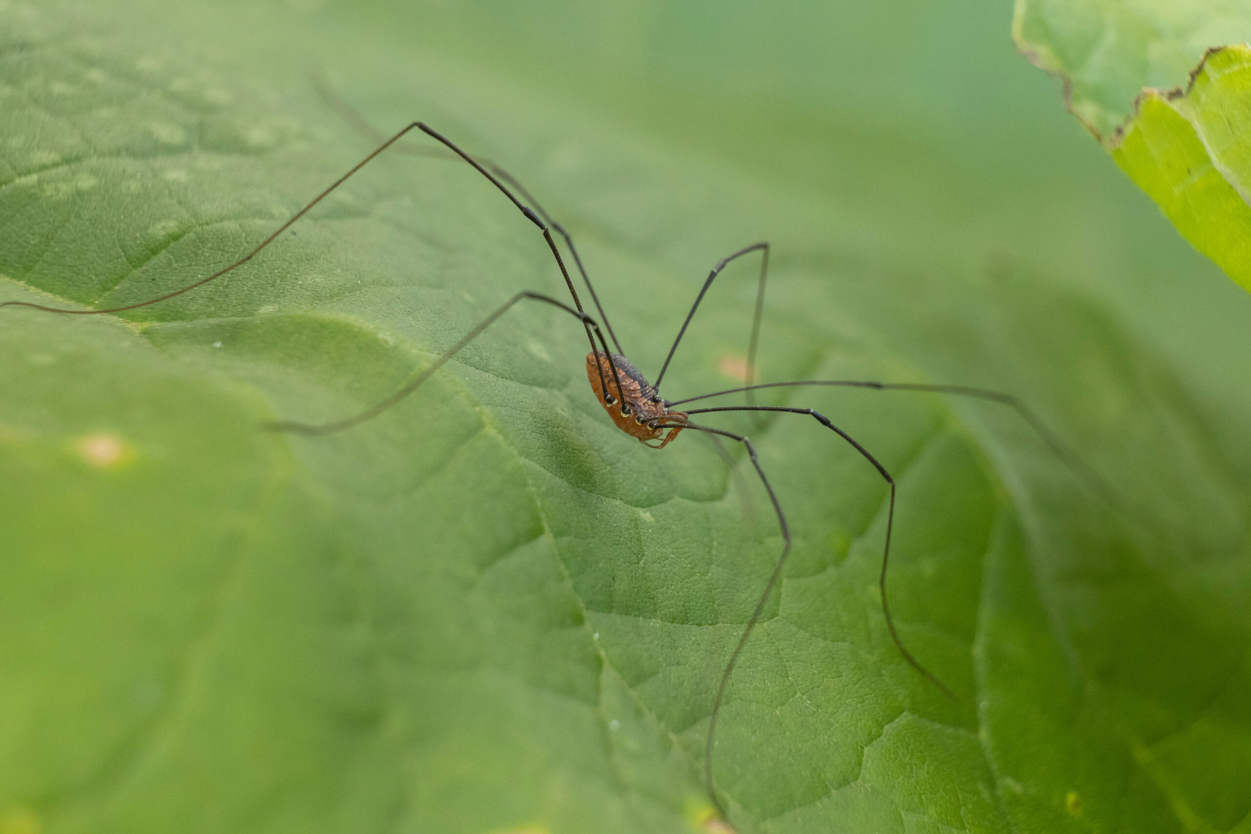 Close-up of a harmless cellar spider, or “daddy long legs” on a leaf
