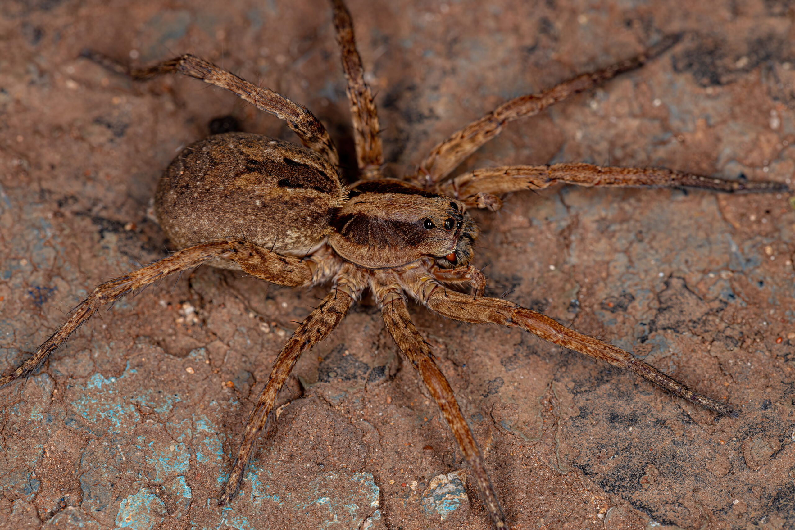 Close up of a wolf spider, commonly found in central Virginia