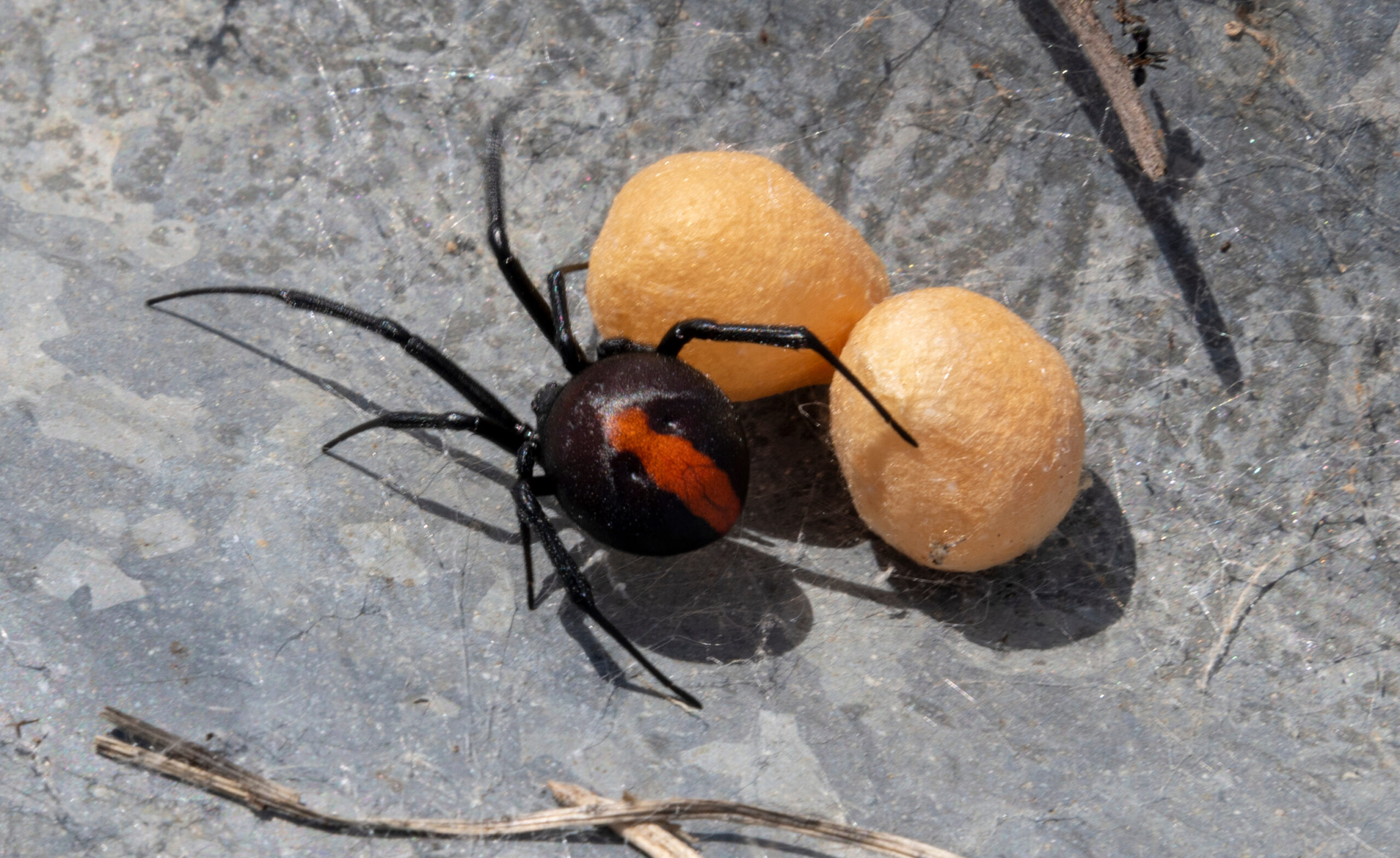 Close-up of a dangerous black widow spider with its eggs