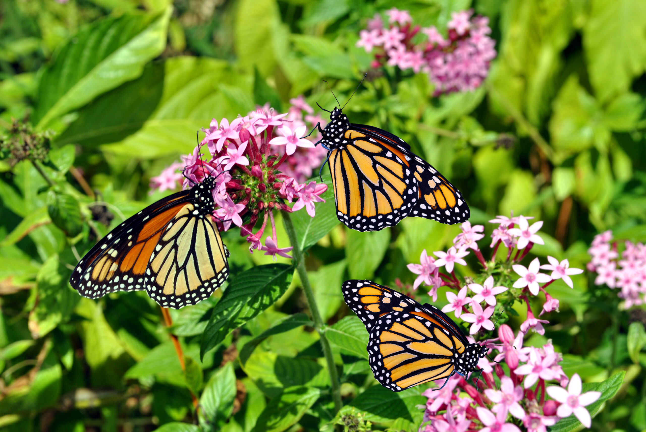 Three monarch butterflies sitting on pink flowers