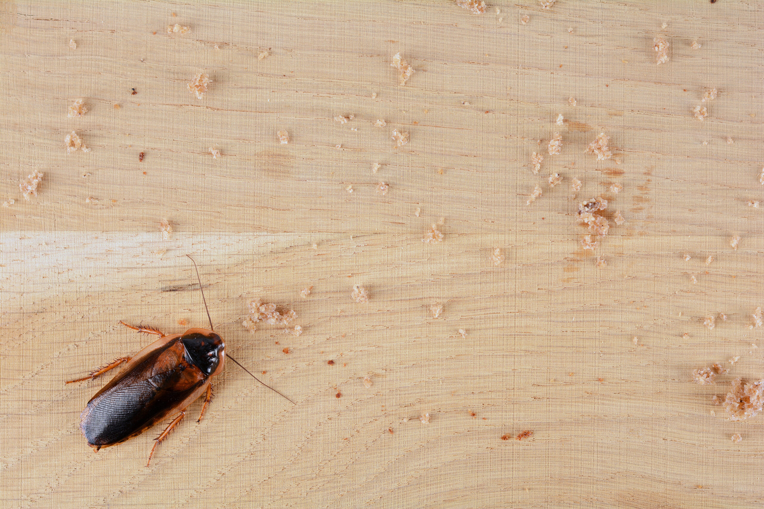 Cockroach on wooden kitchen countertop going after spilled food