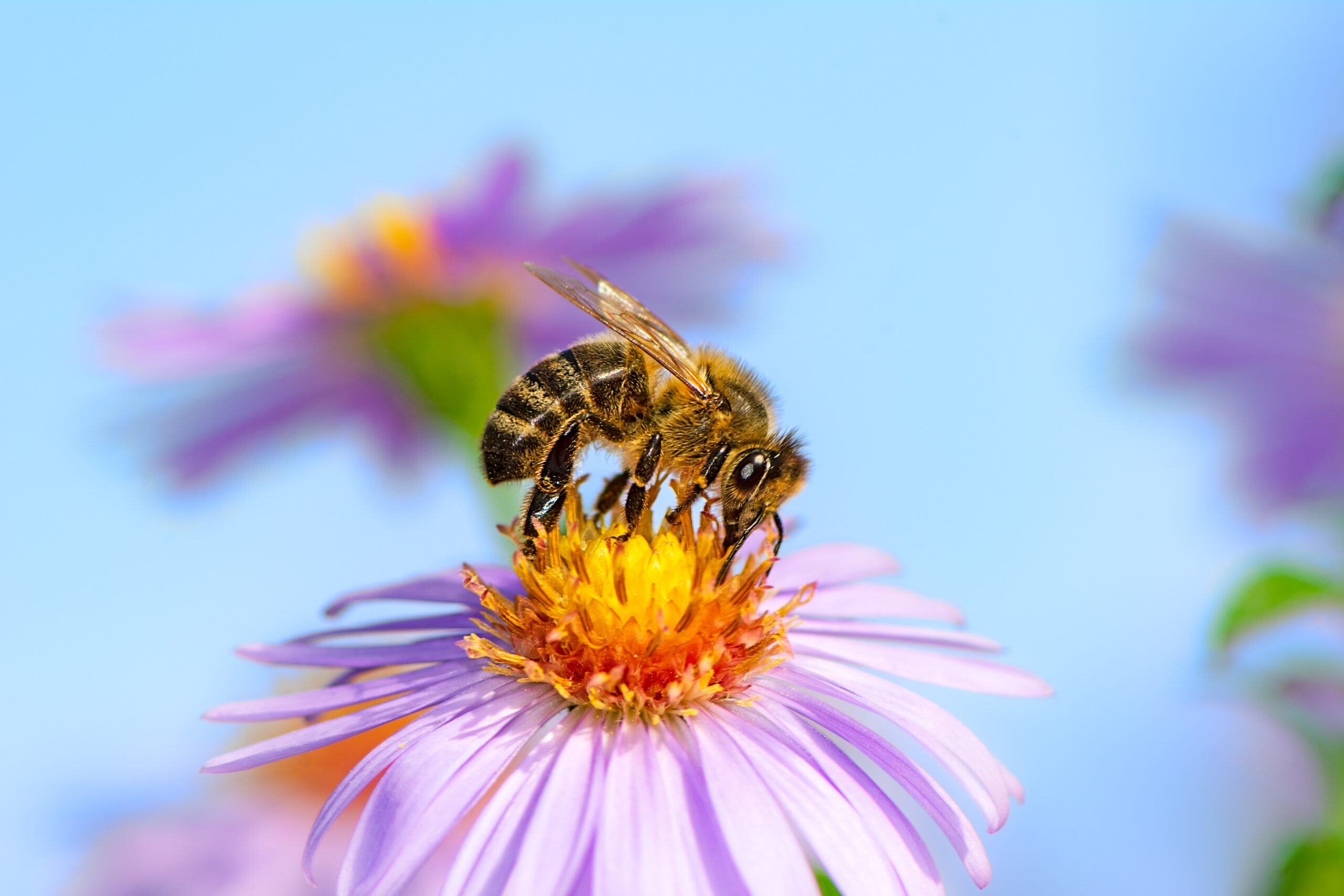 Honeybee on a purple flower collects nectar