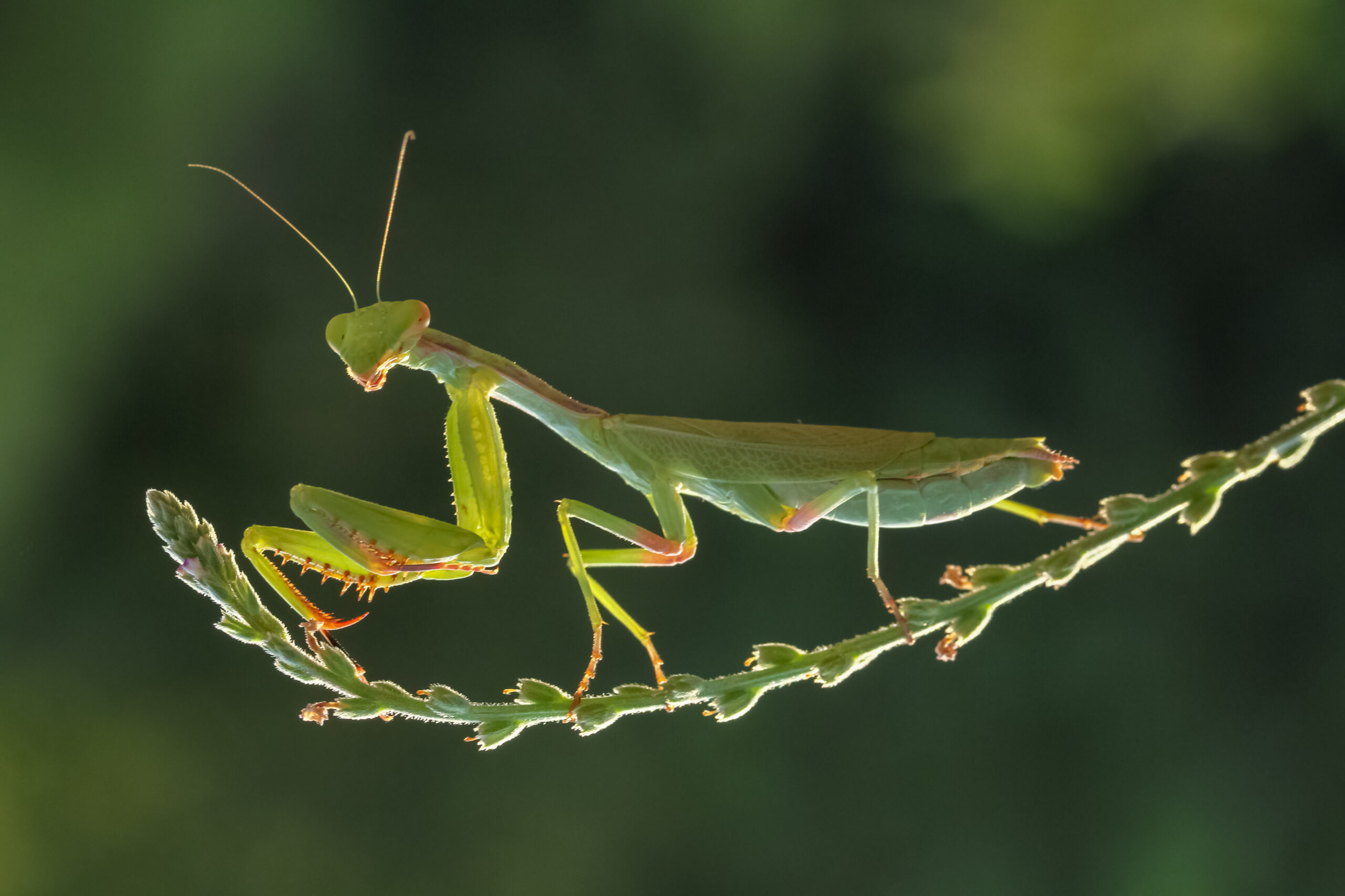 Green praying mantis on a green plant stem