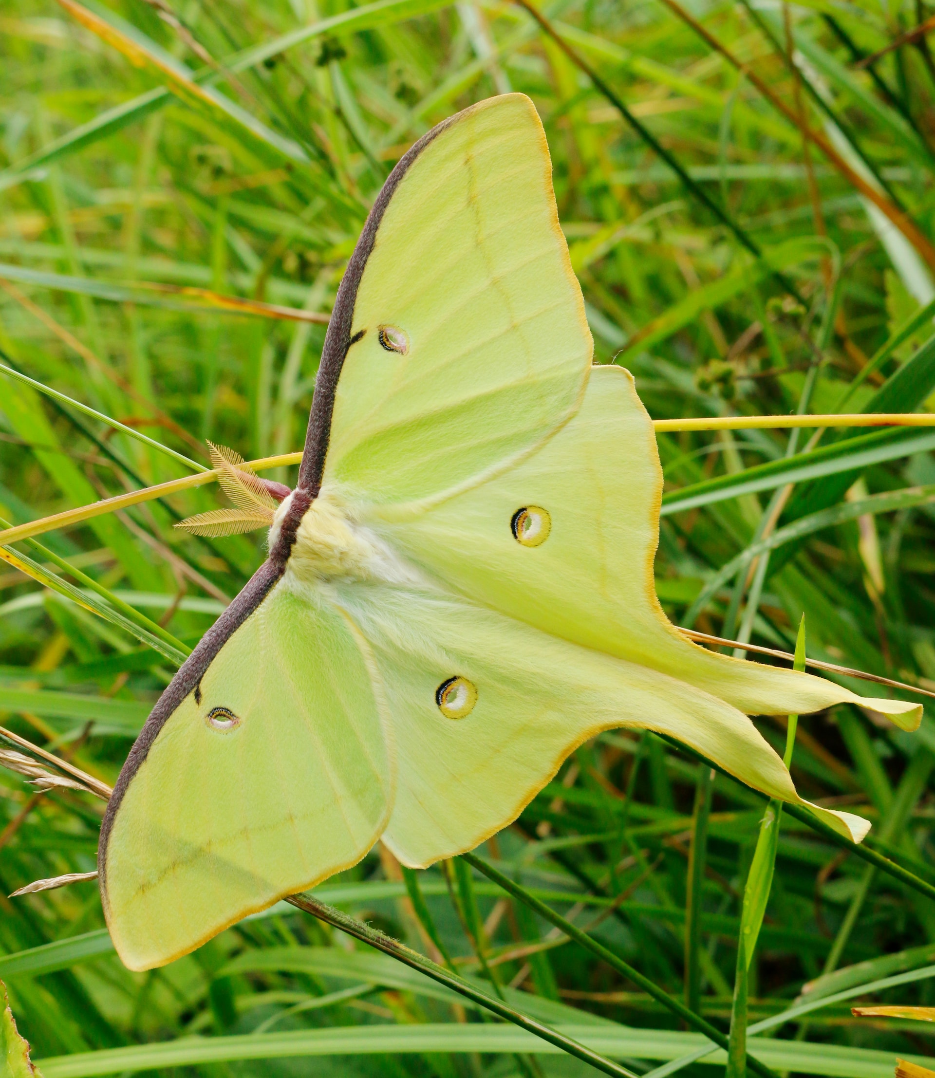 A luna moth, sitting on green grass
