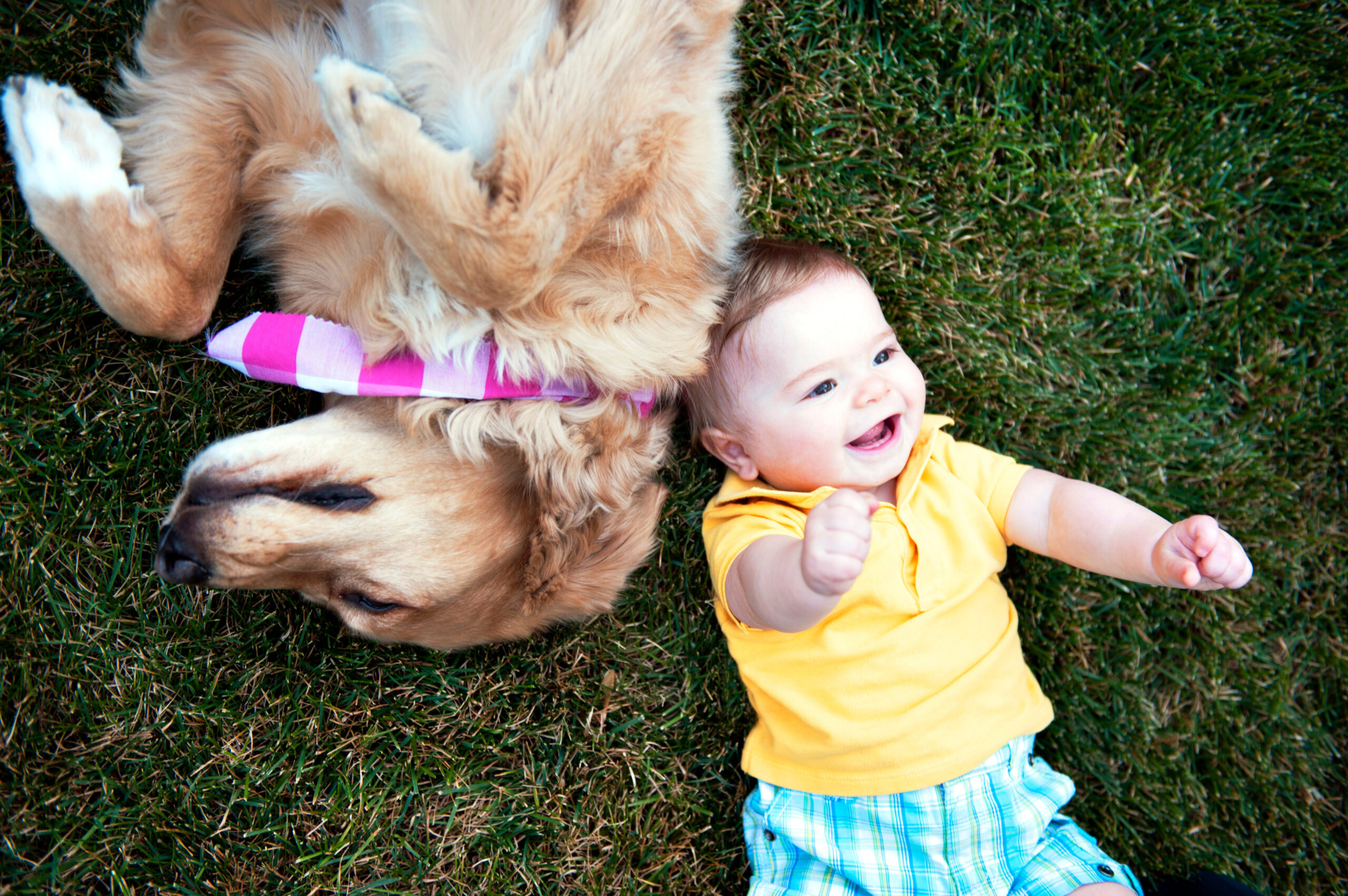 Baby and dog lying on grass that is free of insects due to natural pest control