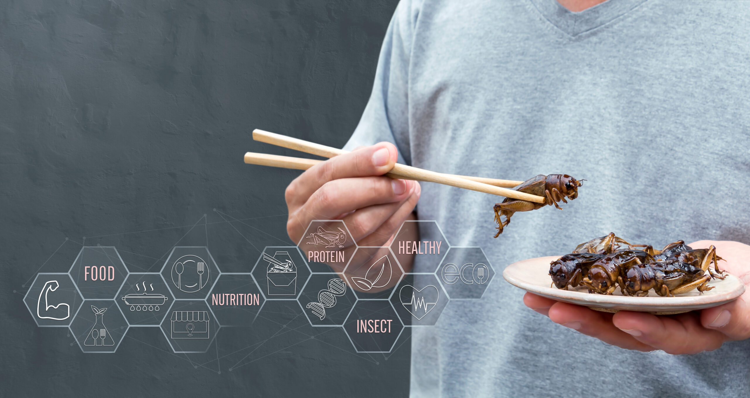 Man hand holding chopsticks eating Cricket insect deep-fried as food on restaurant and symbol icons media nutrition, it is good source of protein edible for future.