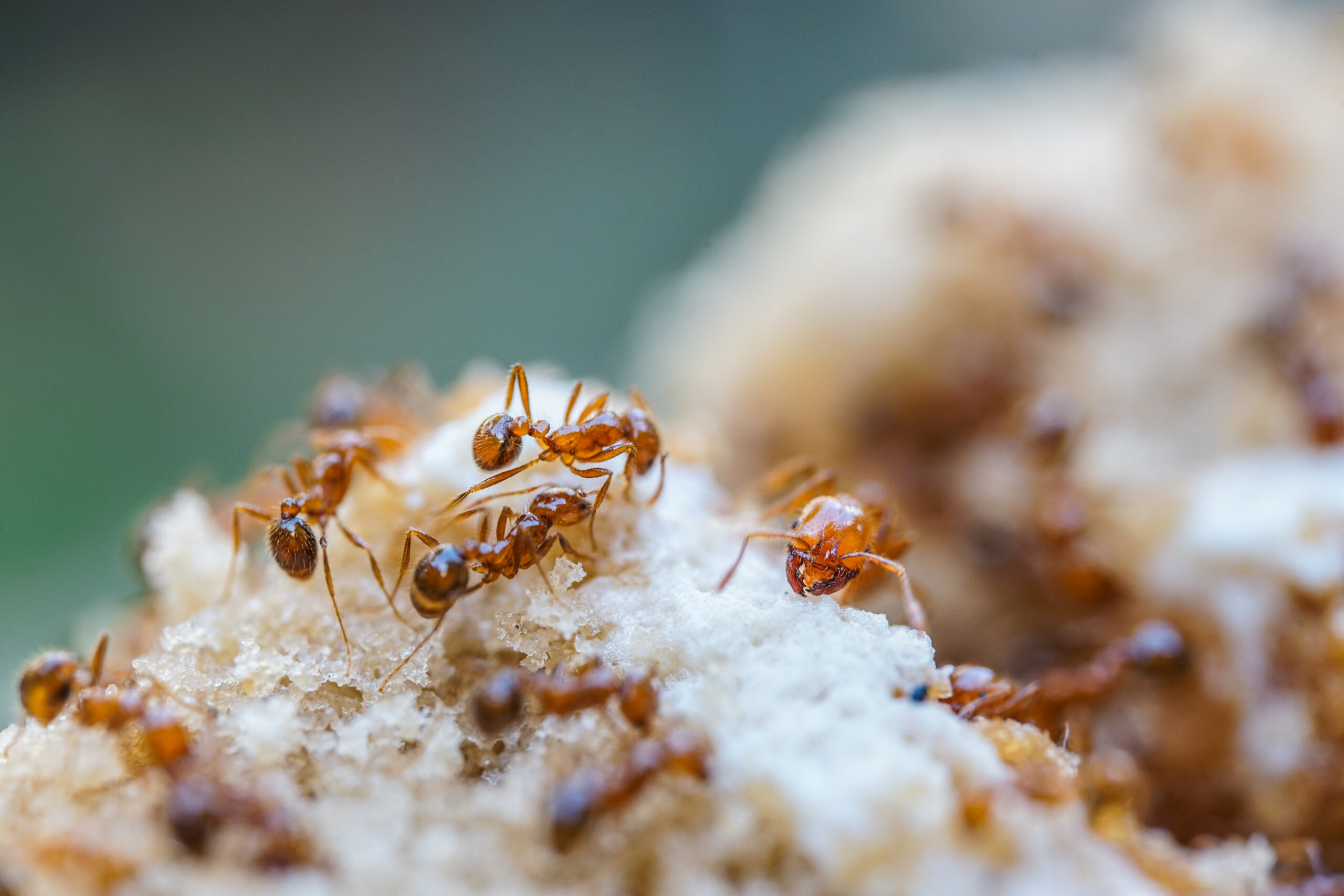 Close up of fire ants on a hill