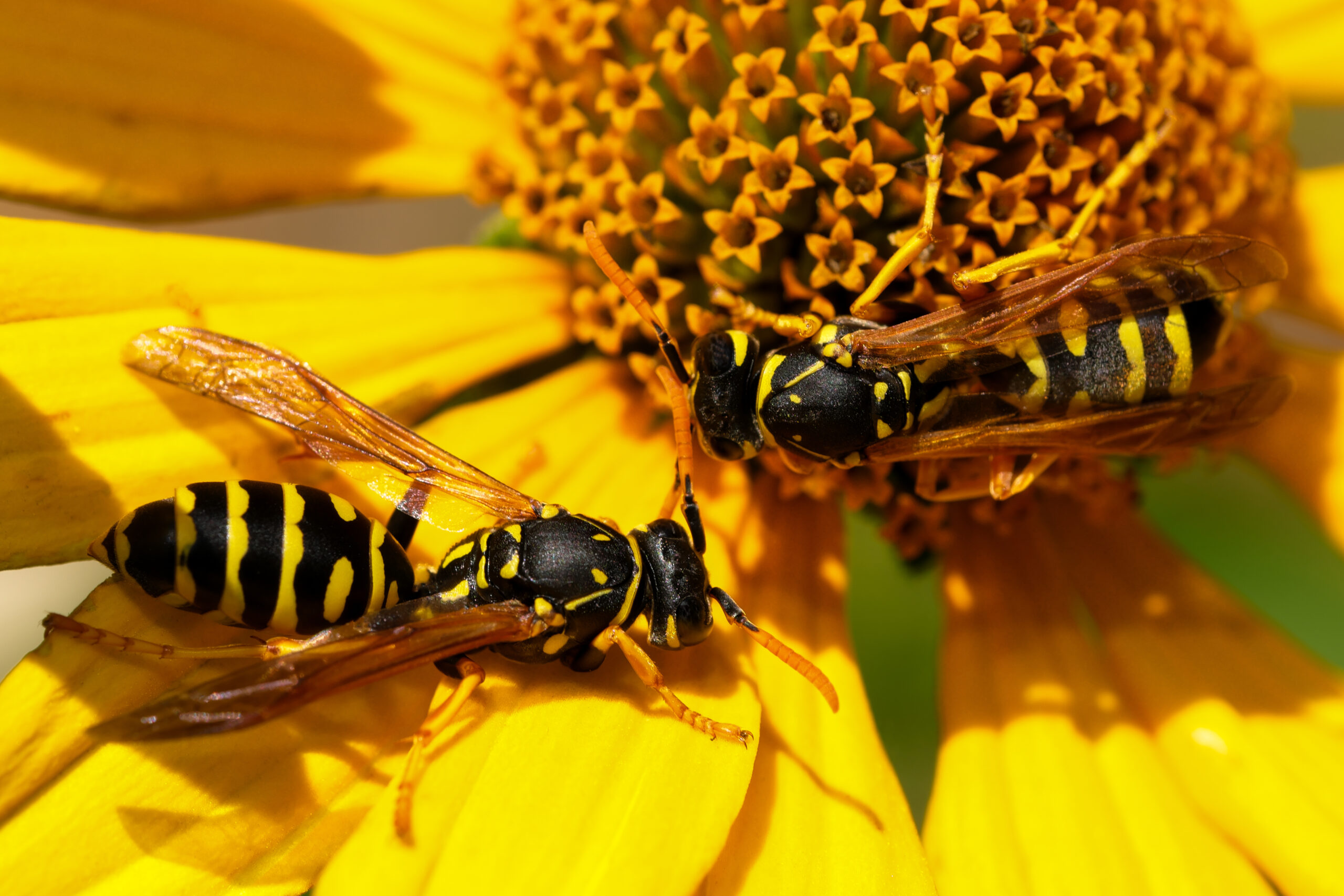 Two wasps on a yellow flower